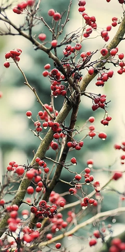 Berry