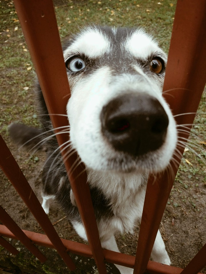 dog
