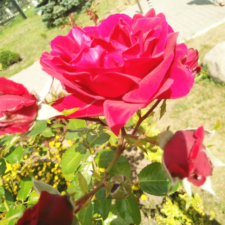 розы