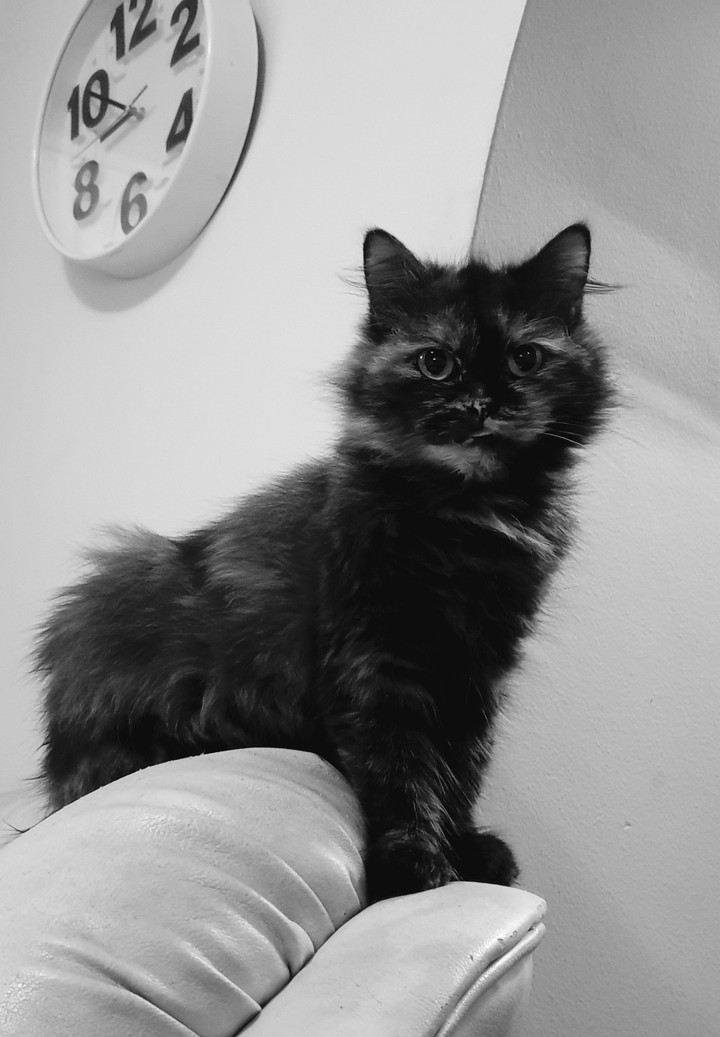 Koko