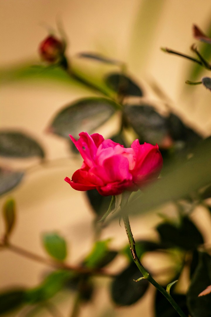 Pink rose.