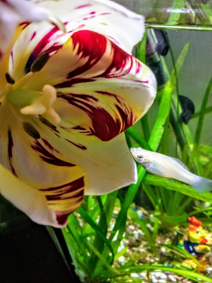 love flowers