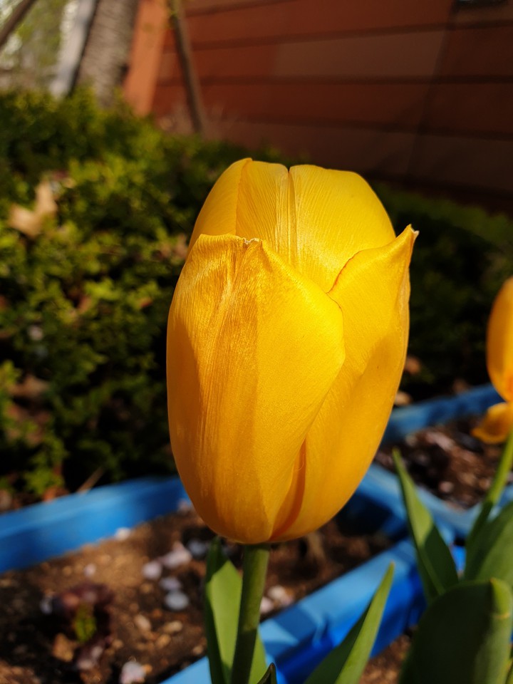 tulip