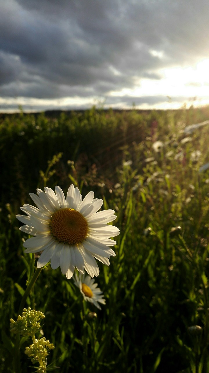 summer flower