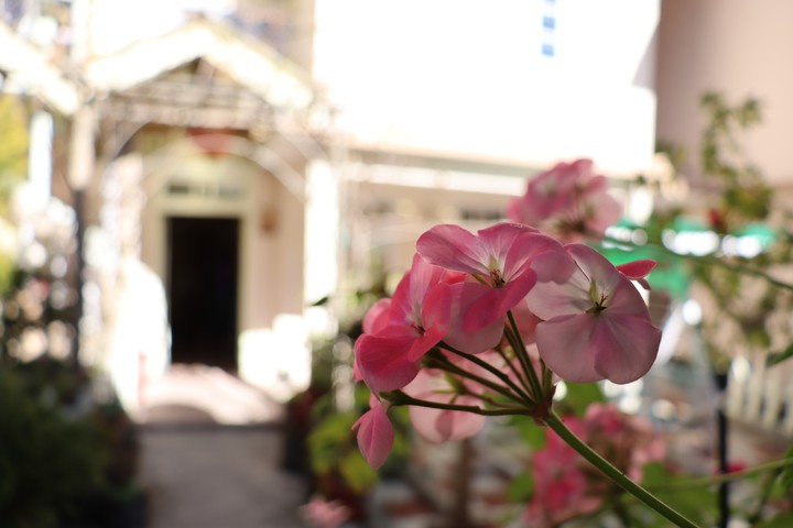 flowers
