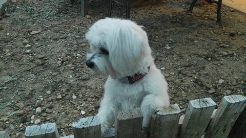 Mi perro Arin