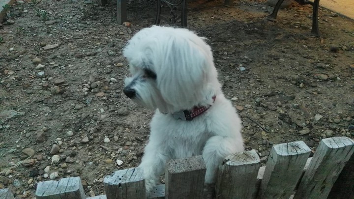 Mi perro Arin
