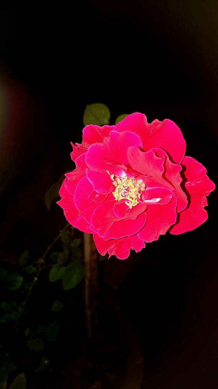 Beautiful Rose