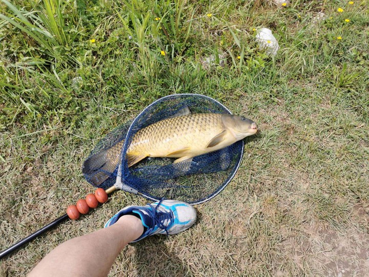 carpa
