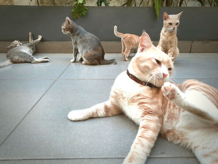 kittygarden