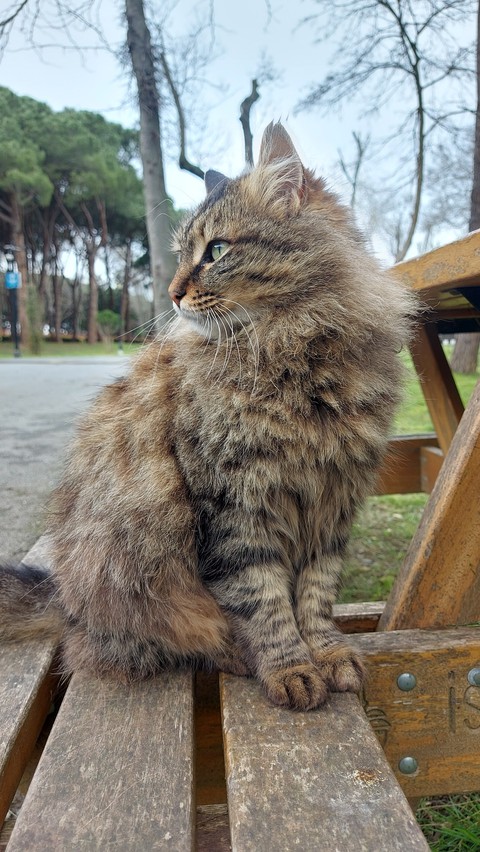 ταπετσαρίες felidae, cat