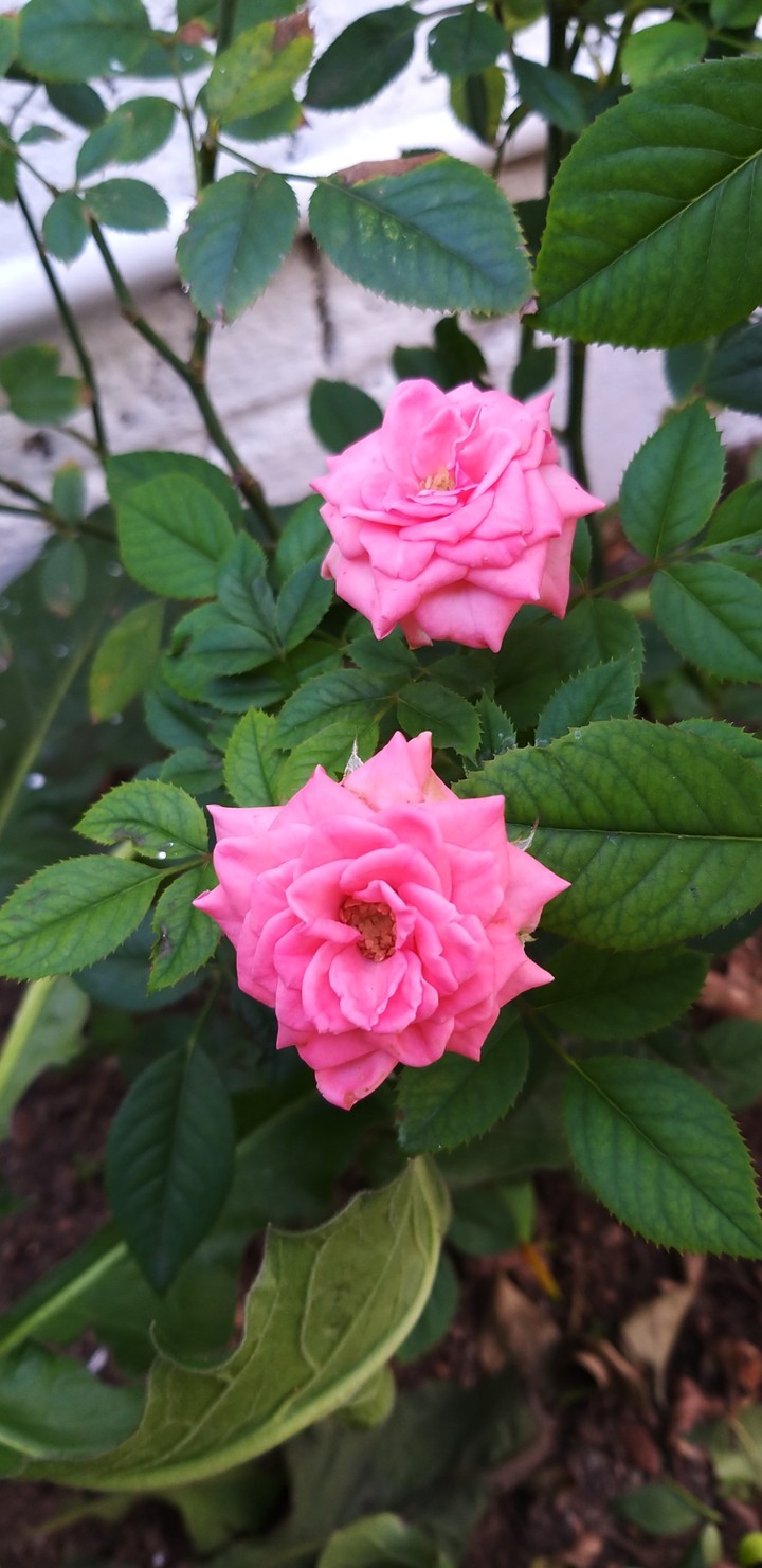 Pink Roses