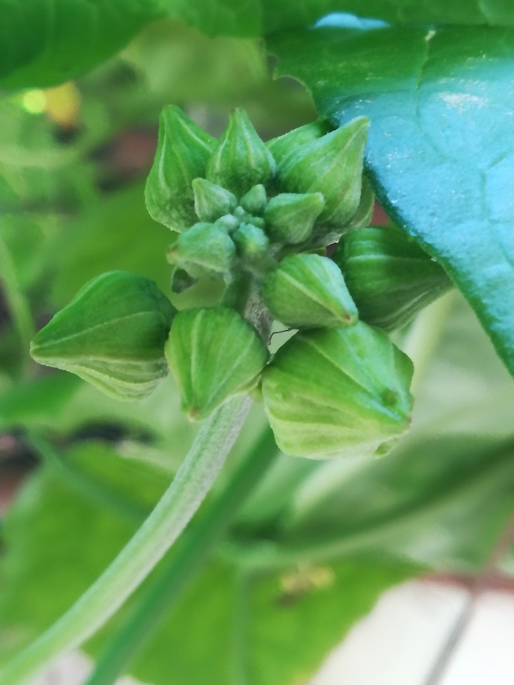 like flowers is pregnant