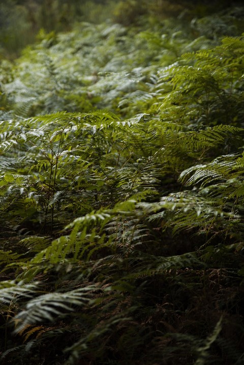 sfondi rainforest, jungle