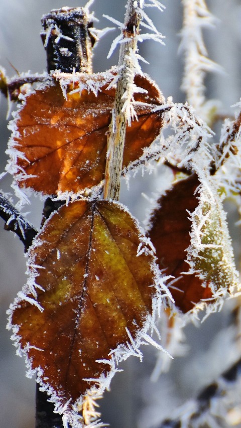 winter