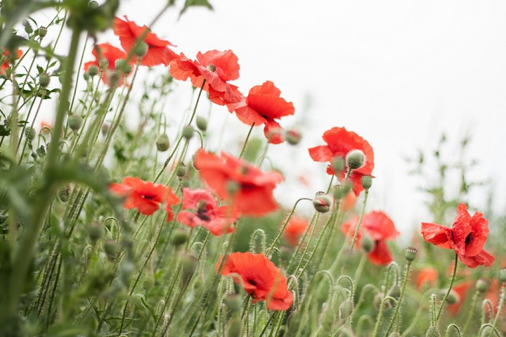 poppy