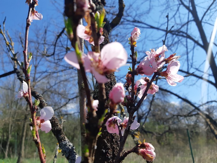 Springtime