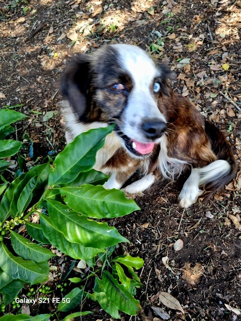 canidae, dog Hintergrundbilder