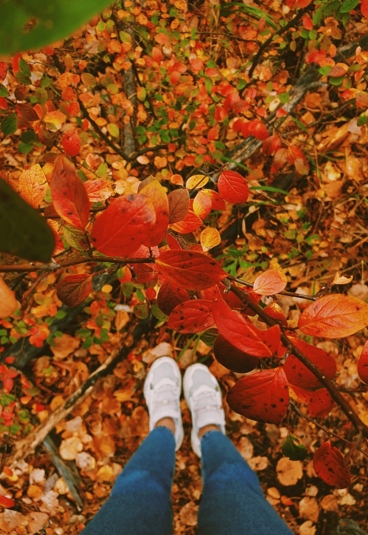 forest.