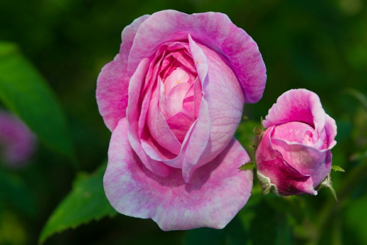 rose