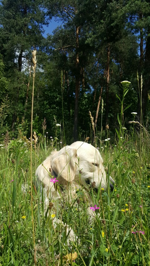 Happy dog