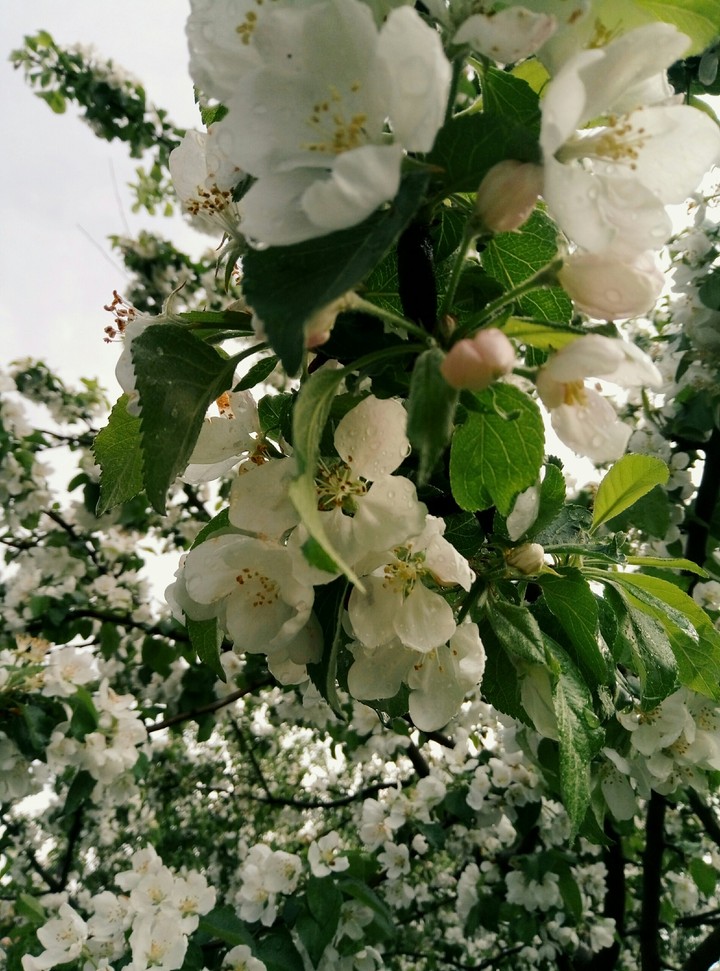 Apple blooms