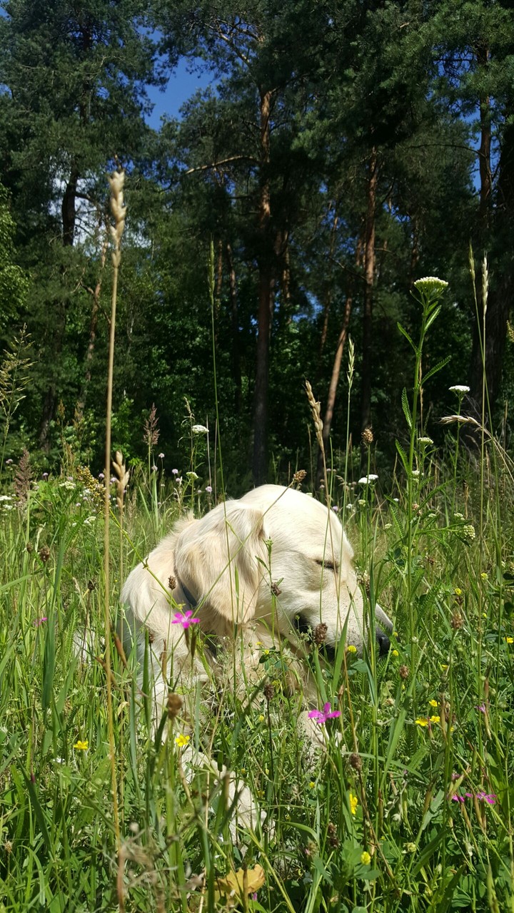 Happy dog