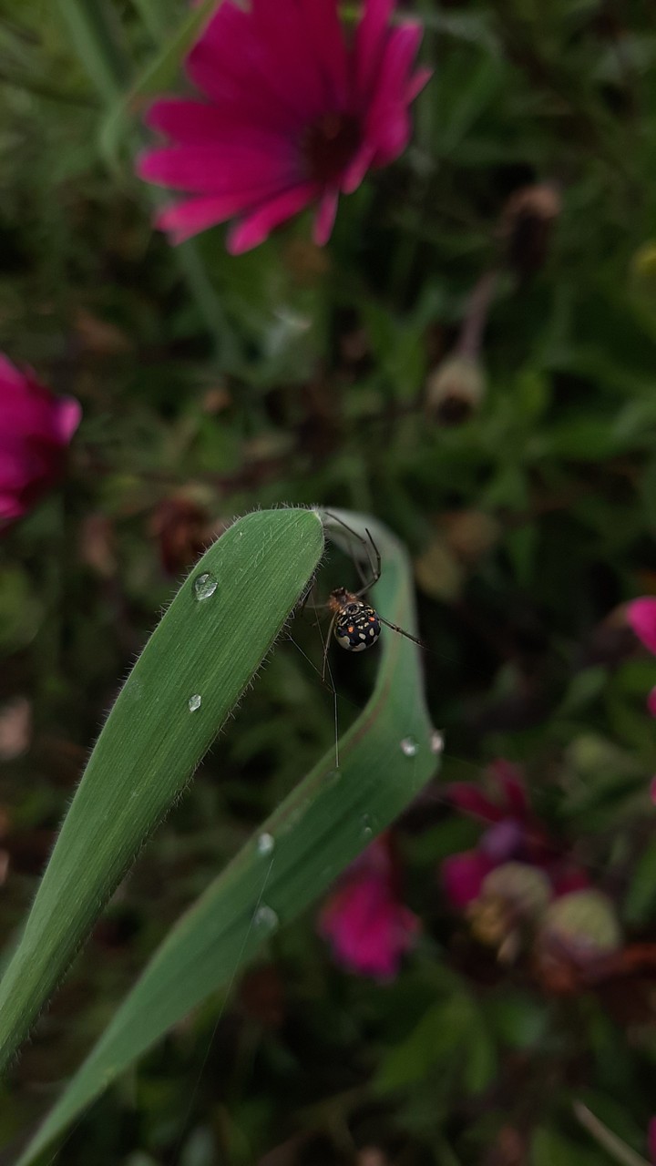 tiny spider