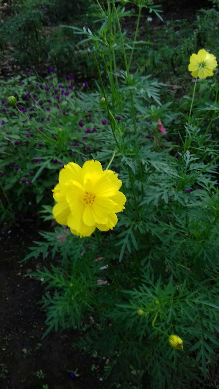 beautiful flowers