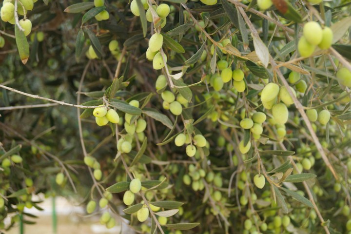 Olives