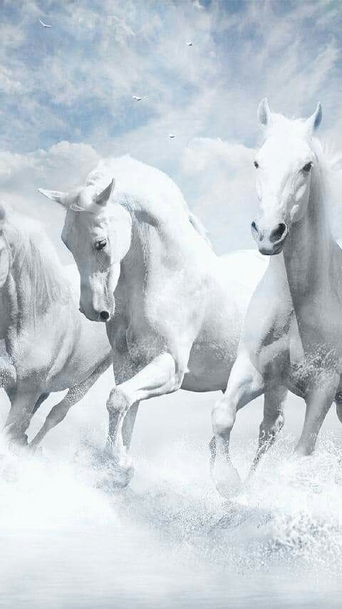 Caballos Blancos