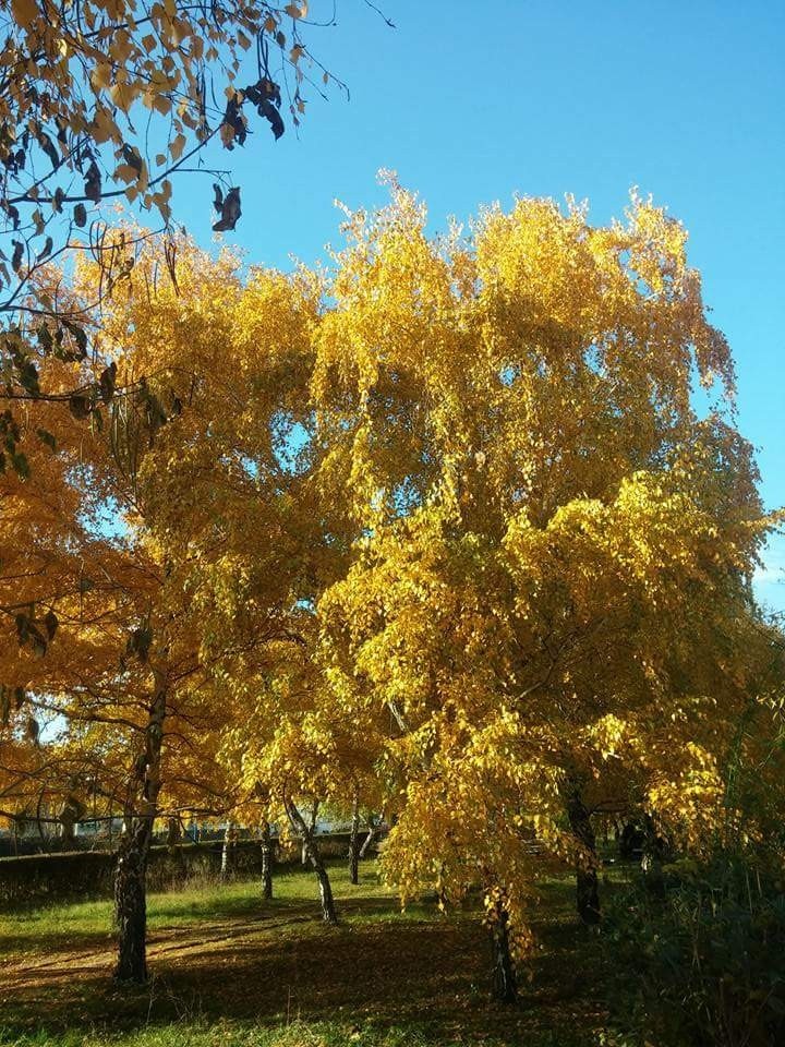 autumn