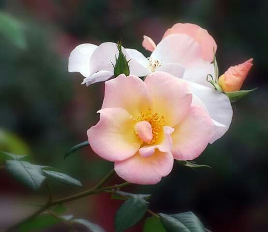 Roses