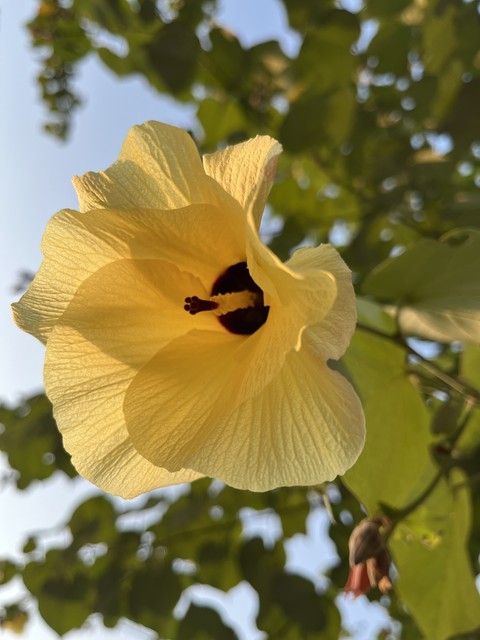 flower, pedicel वॉलपेपर