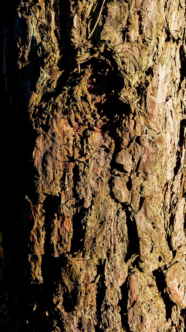 The tree