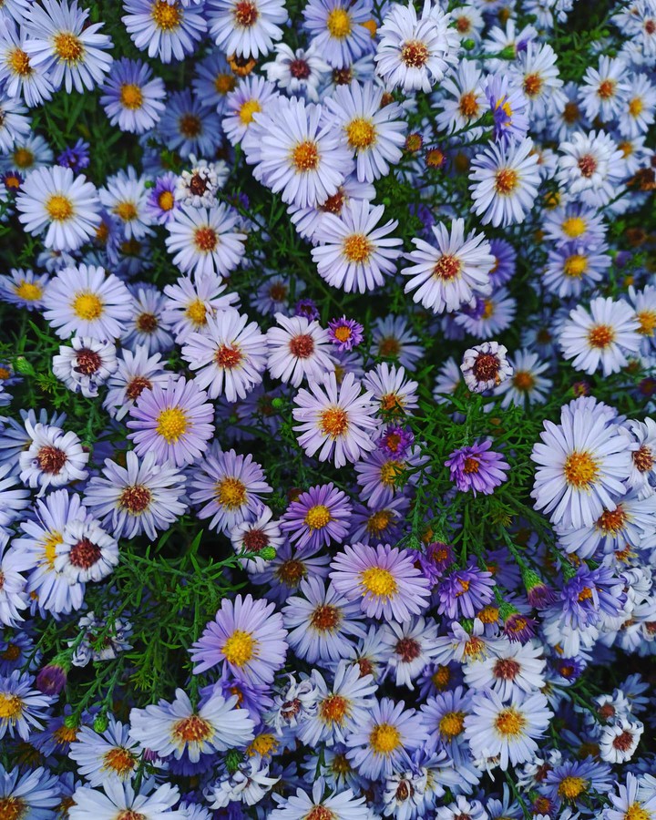 Purple Flower