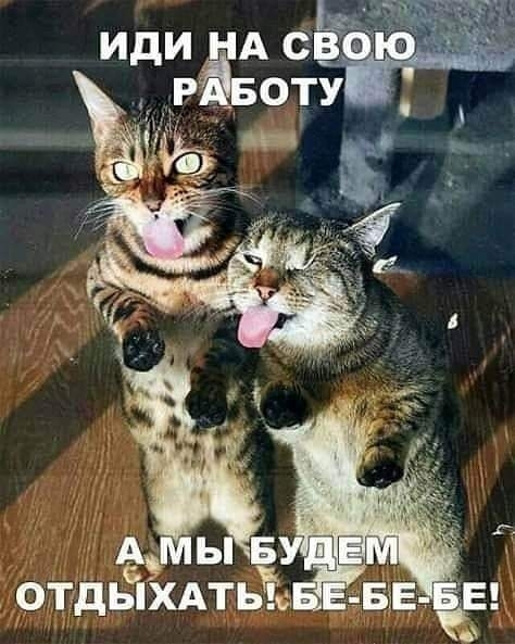 Кошаки@