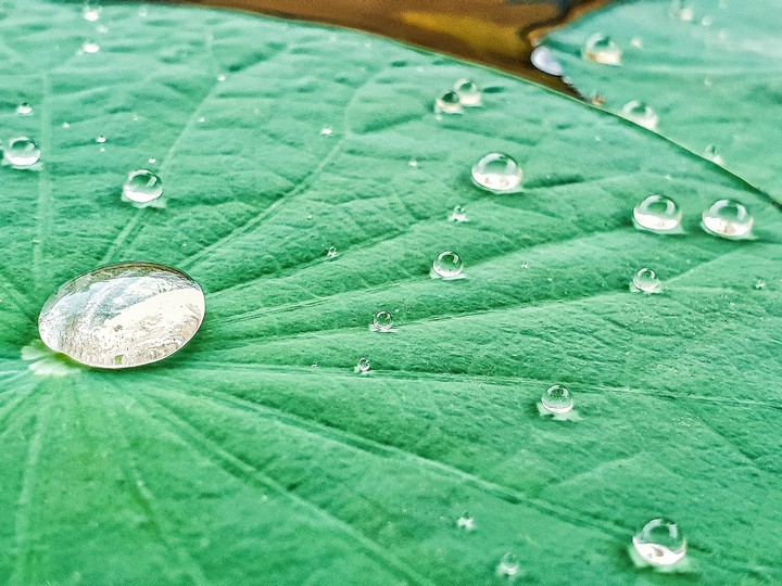 Water droplets on Lotus leaf
