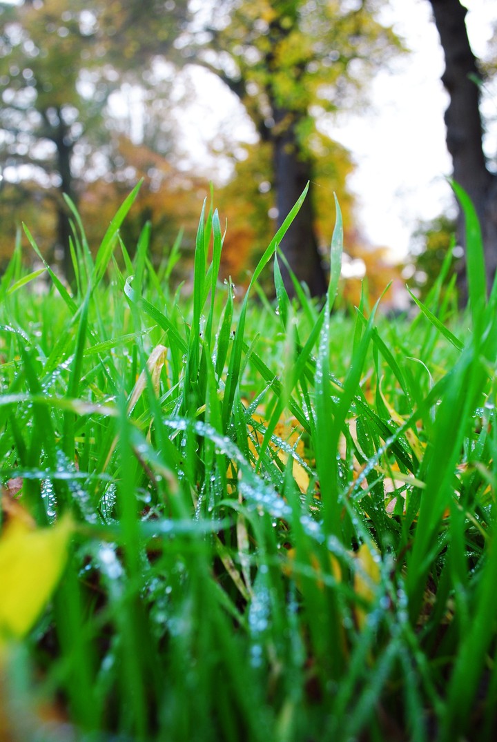 green dew