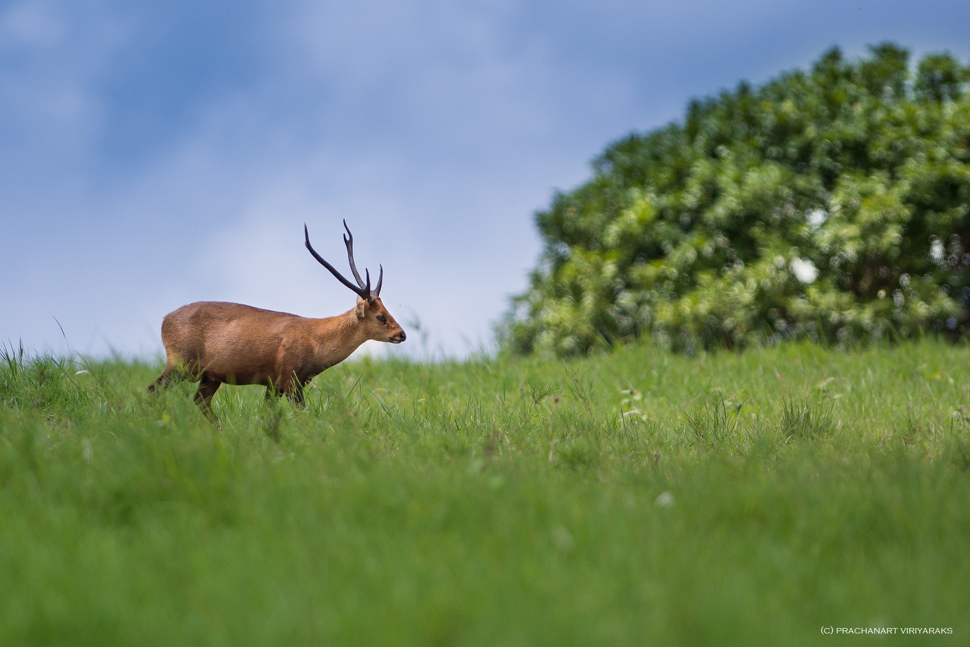 Deer