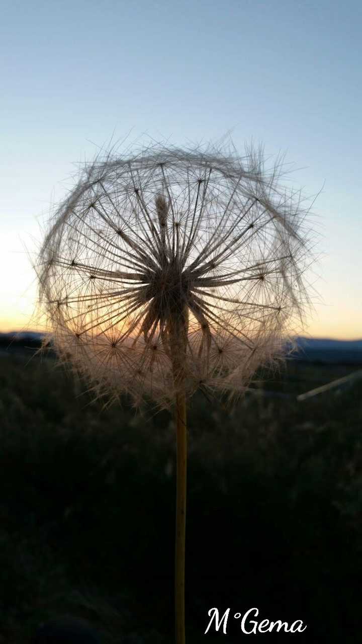 sopla