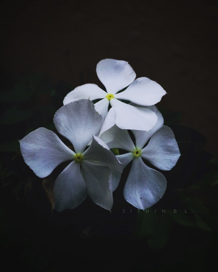 white beauty