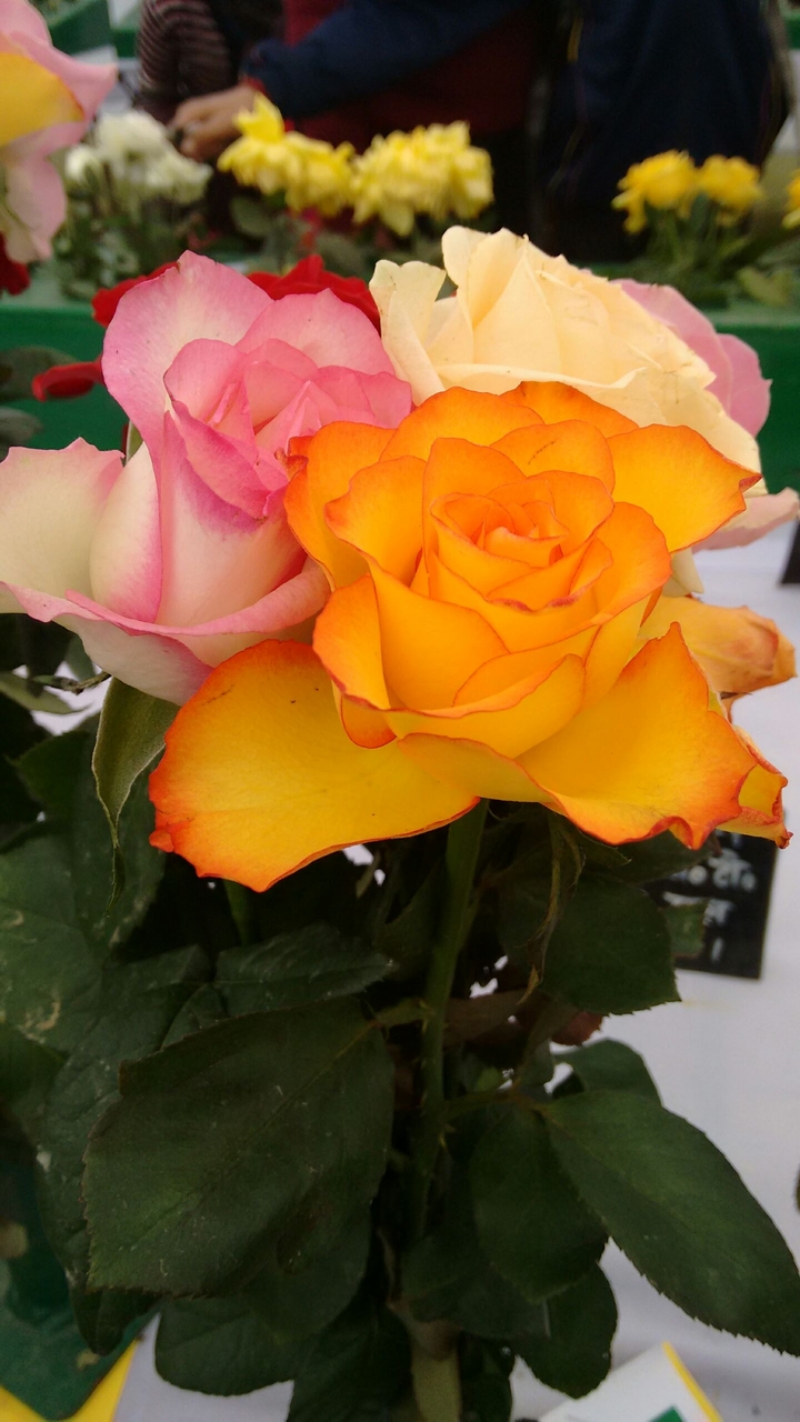 flower bunch