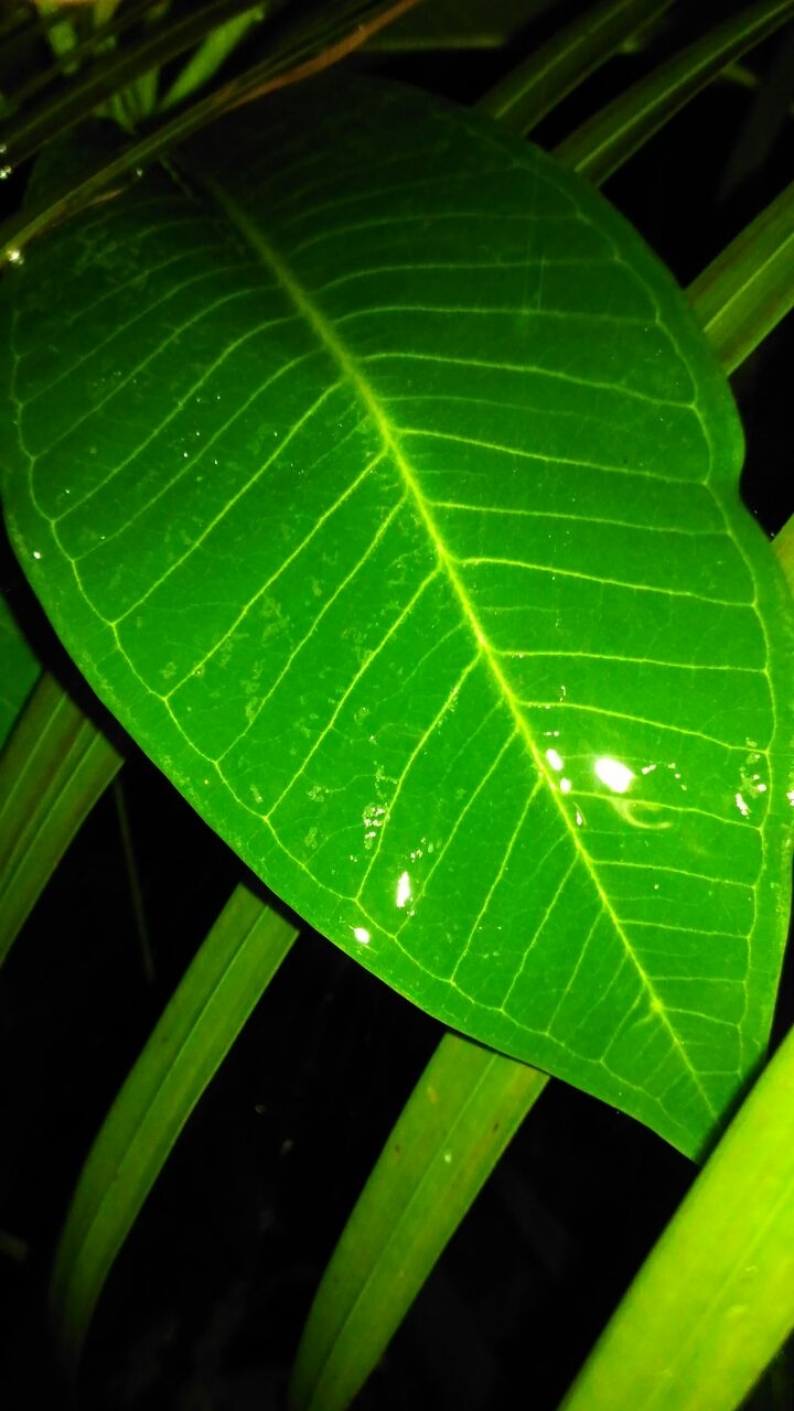 green leave
