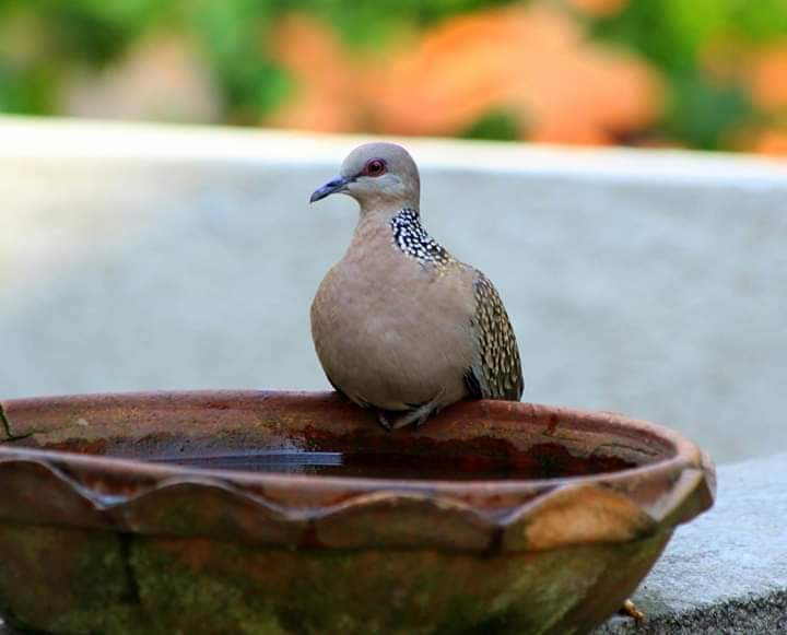 bird