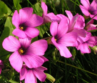 flores.