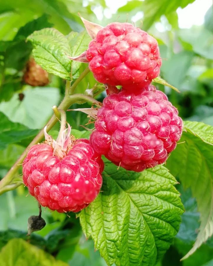 raspberry