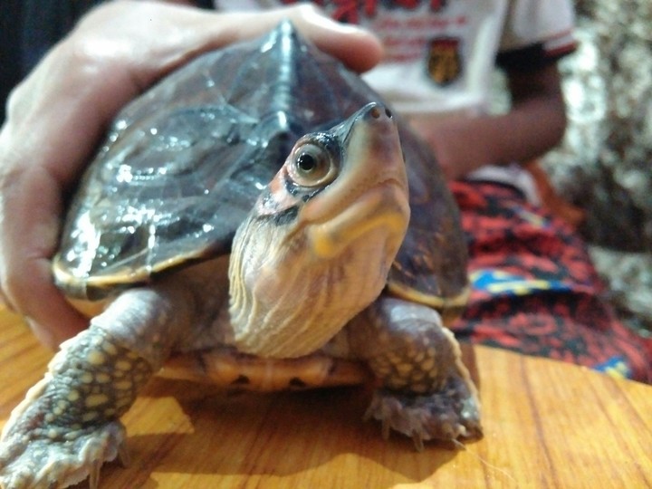 turtle