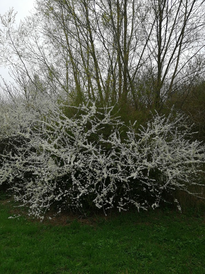 blossom