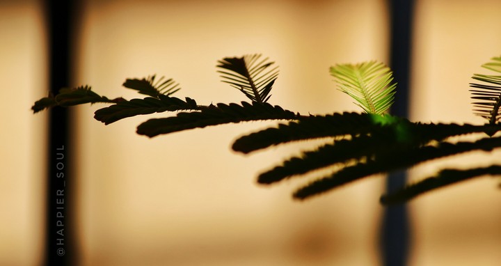 Foreground/Background
